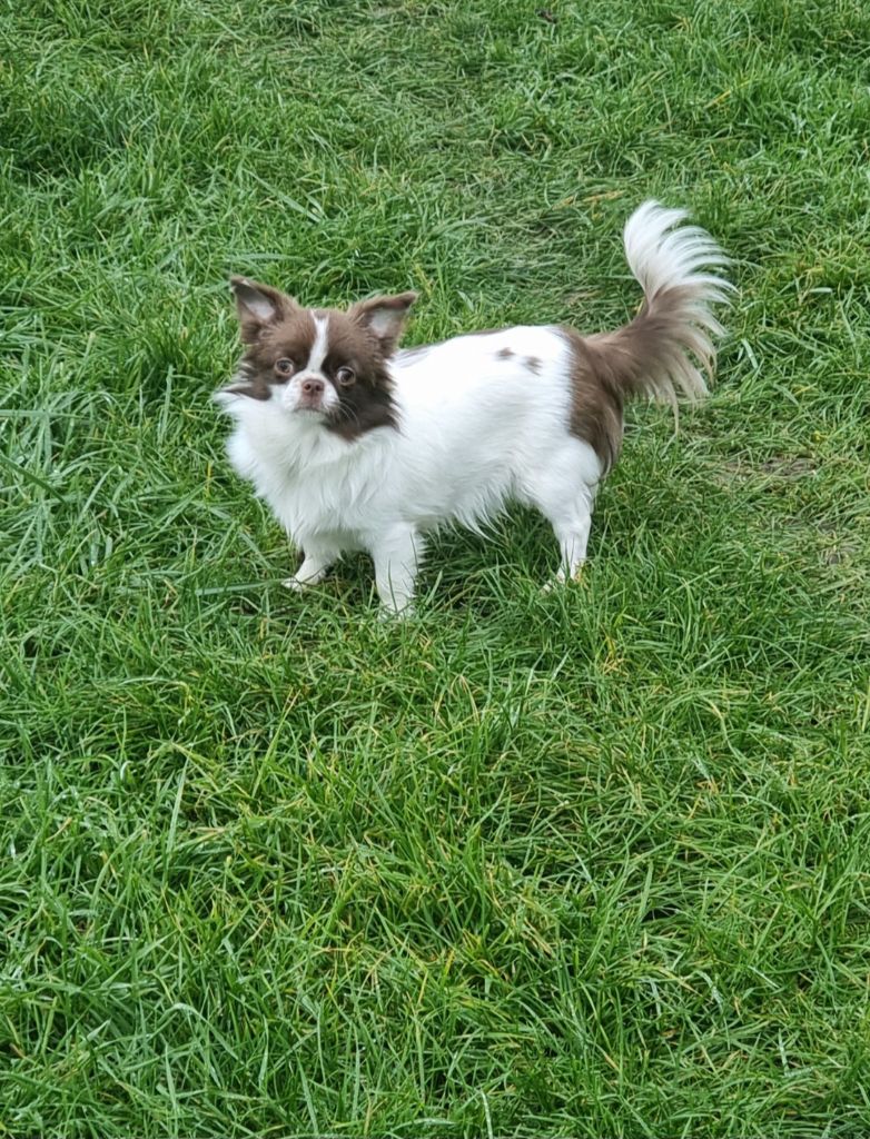 Valentina My Fair Chi