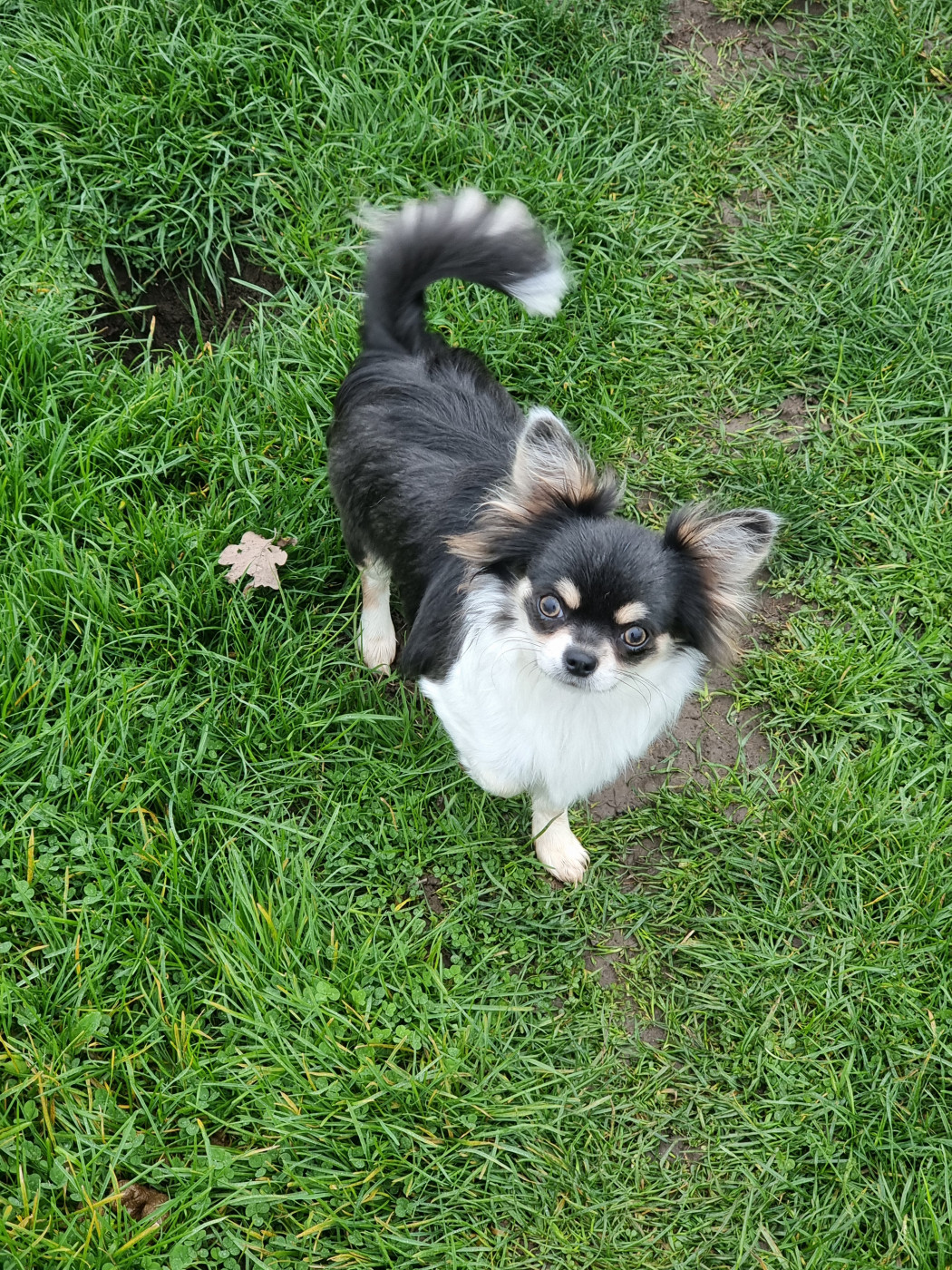 Aelys Blue Du Bonheur De Kaïza