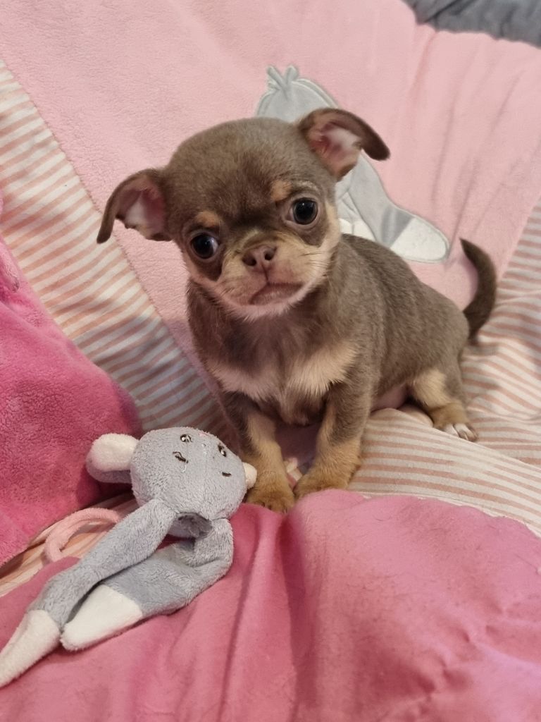 Du Bonheur De Kaïza - Chiots disponibles - Chihuahua