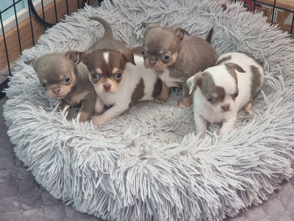 Chiot Chihuahua Du Bonheur De Kaïza
