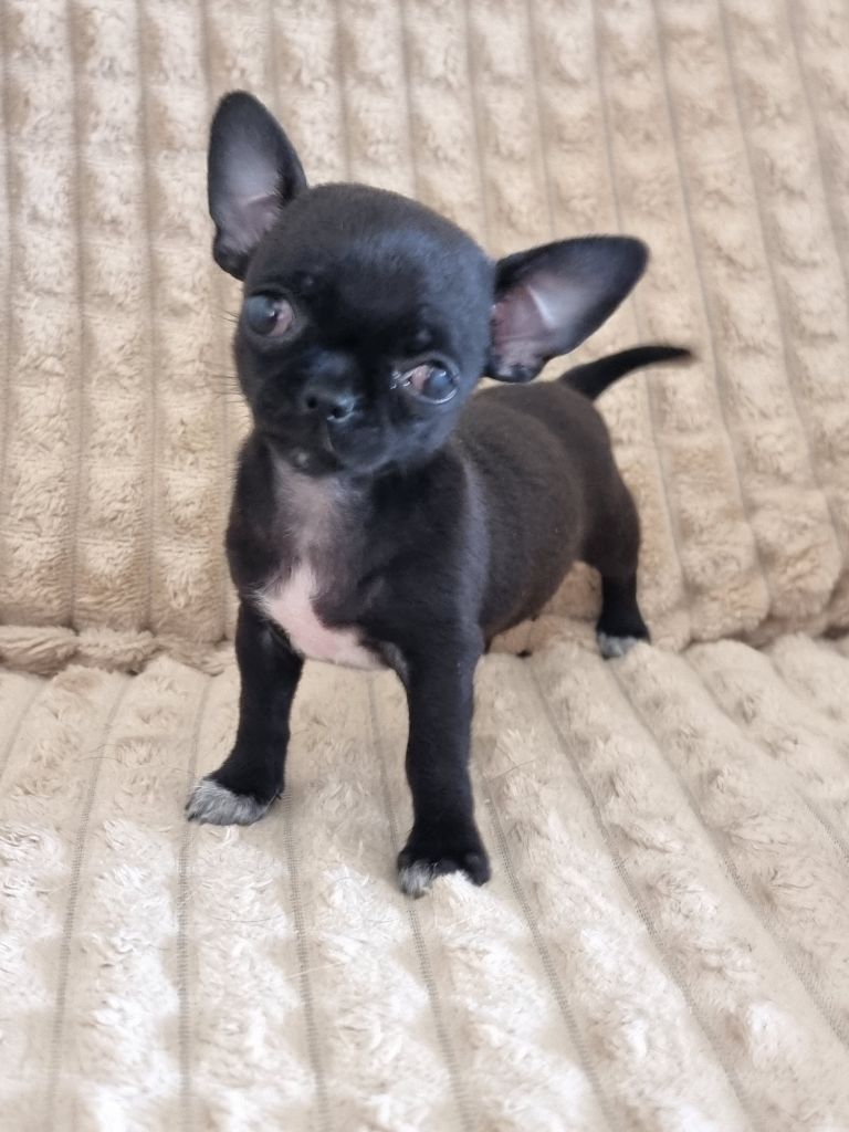 Du Bonheur De Kaïza - Chiots disponibles - Chihuahua