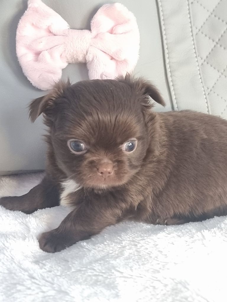 Du Bonheur De Kaïza - Chiots disponibles - Chihuahua
