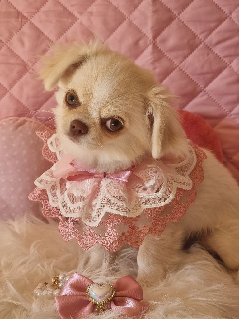 Du Bonheur De Kaïza - Chiots disponibles - Chihuahua