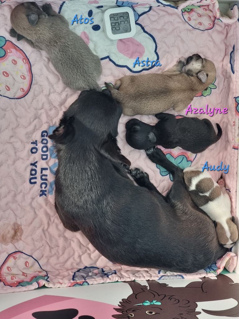 Chiot Chihuahua Du Bonheur De Kaïza