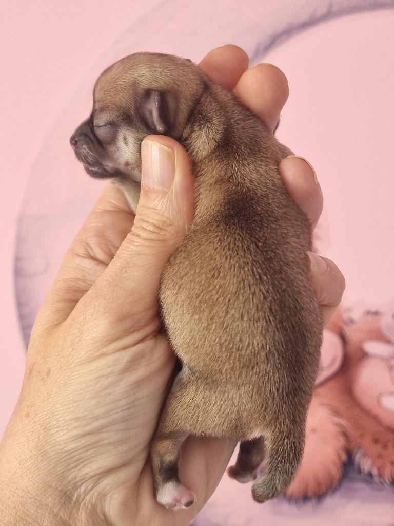 Du Bonheur De Kaïza - Chiots disponibles - Chihuahua