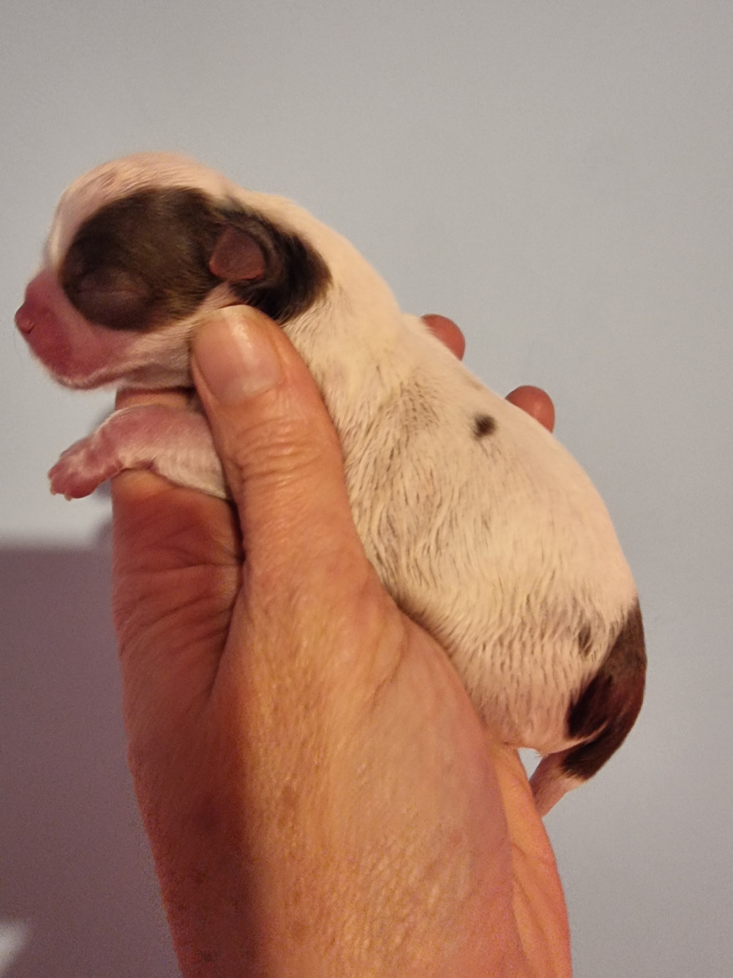 Du Bonheur De Kaïza - Chiots disponibles - Chihuahua