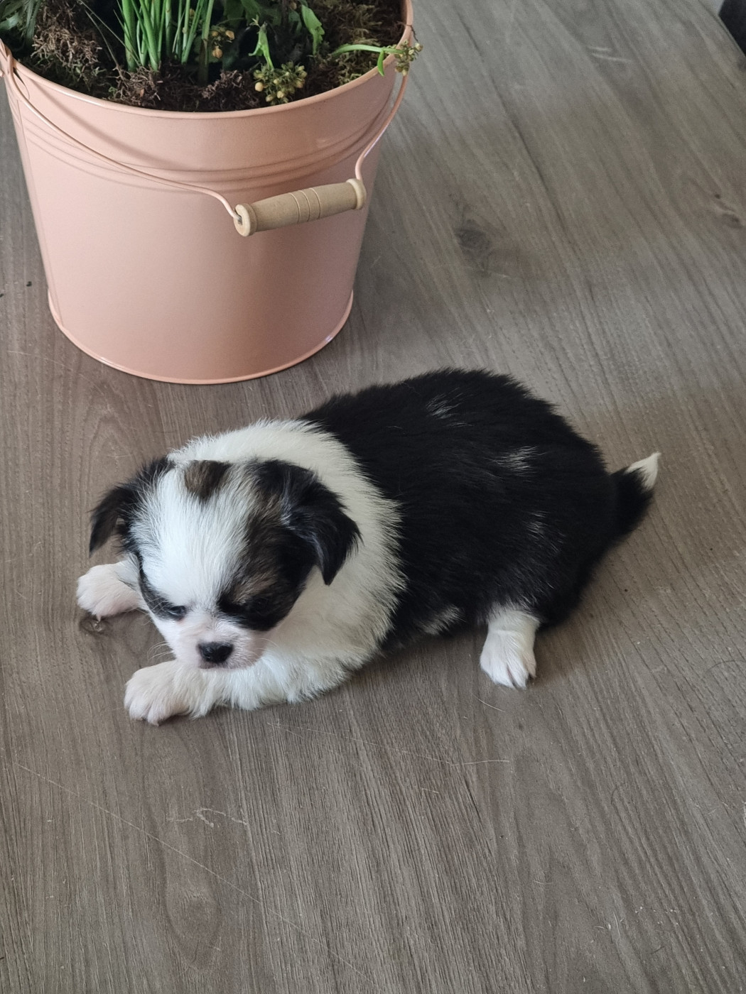 Du Bonheur De Kaïza - Chiots disponibles - Chihuahua