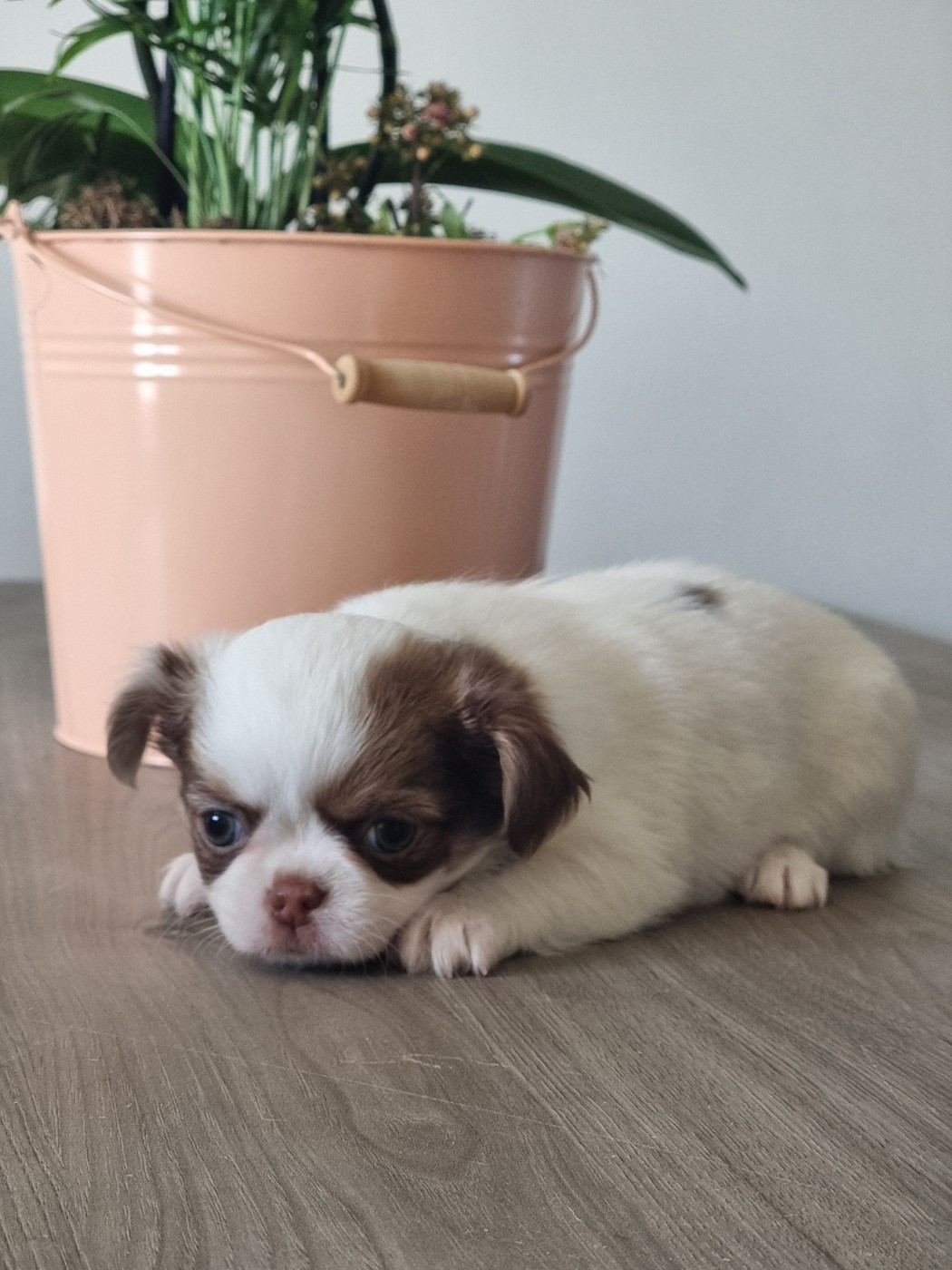 Du Bonheur De Kaïza - Chiots disponibles - Chihuahua