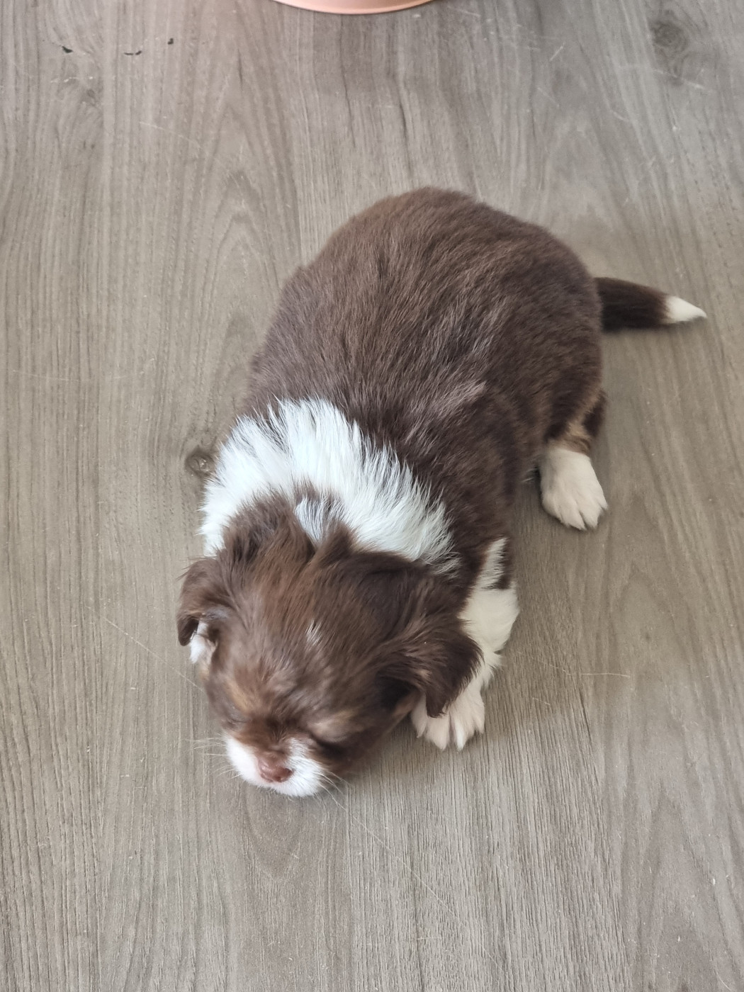 Du Bonheur De Kaïza - Chiots disponibles - Chihuahua