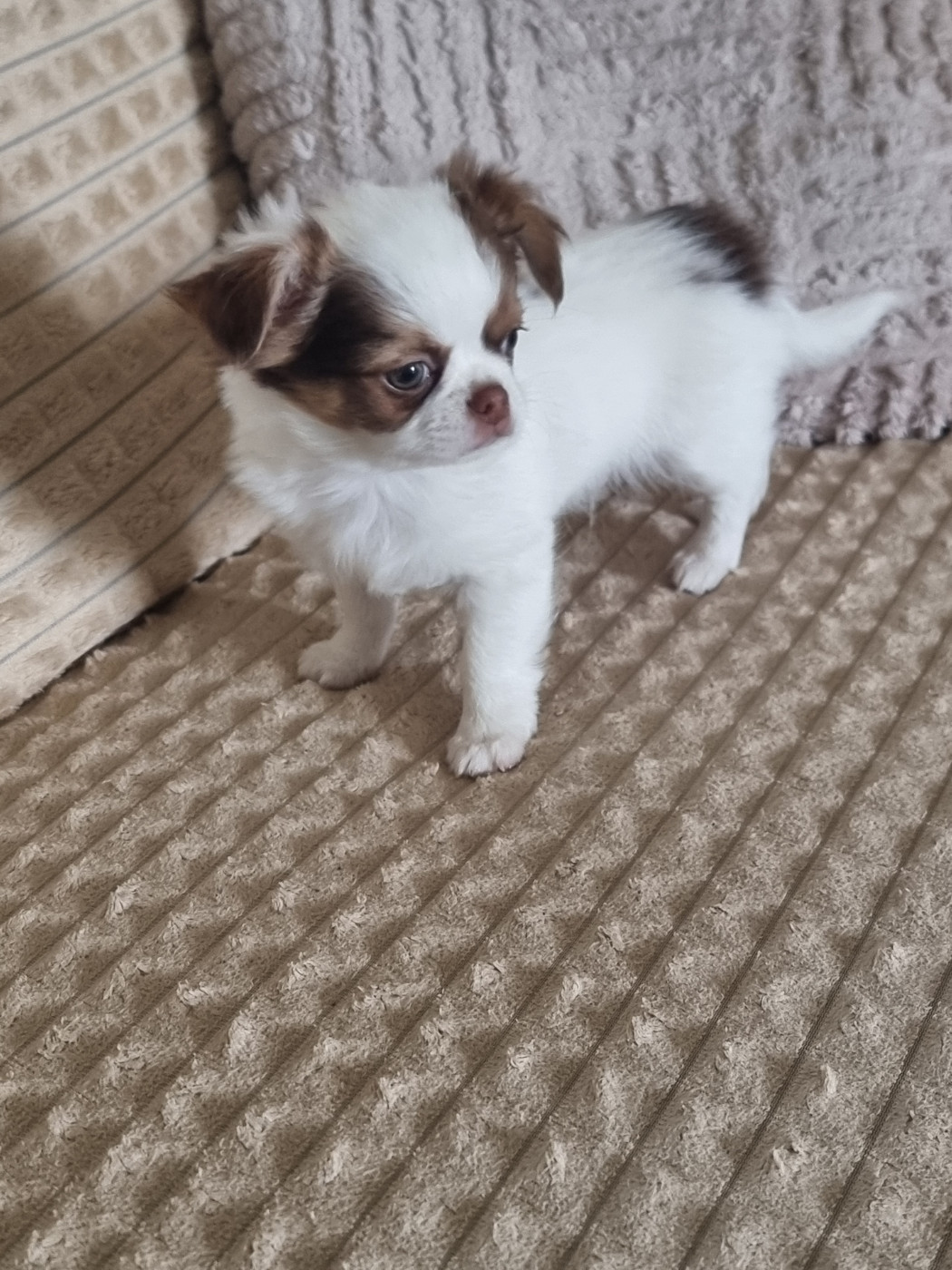 Du Bonheur De Kaïza - Chiots disponibles - Chihuahua