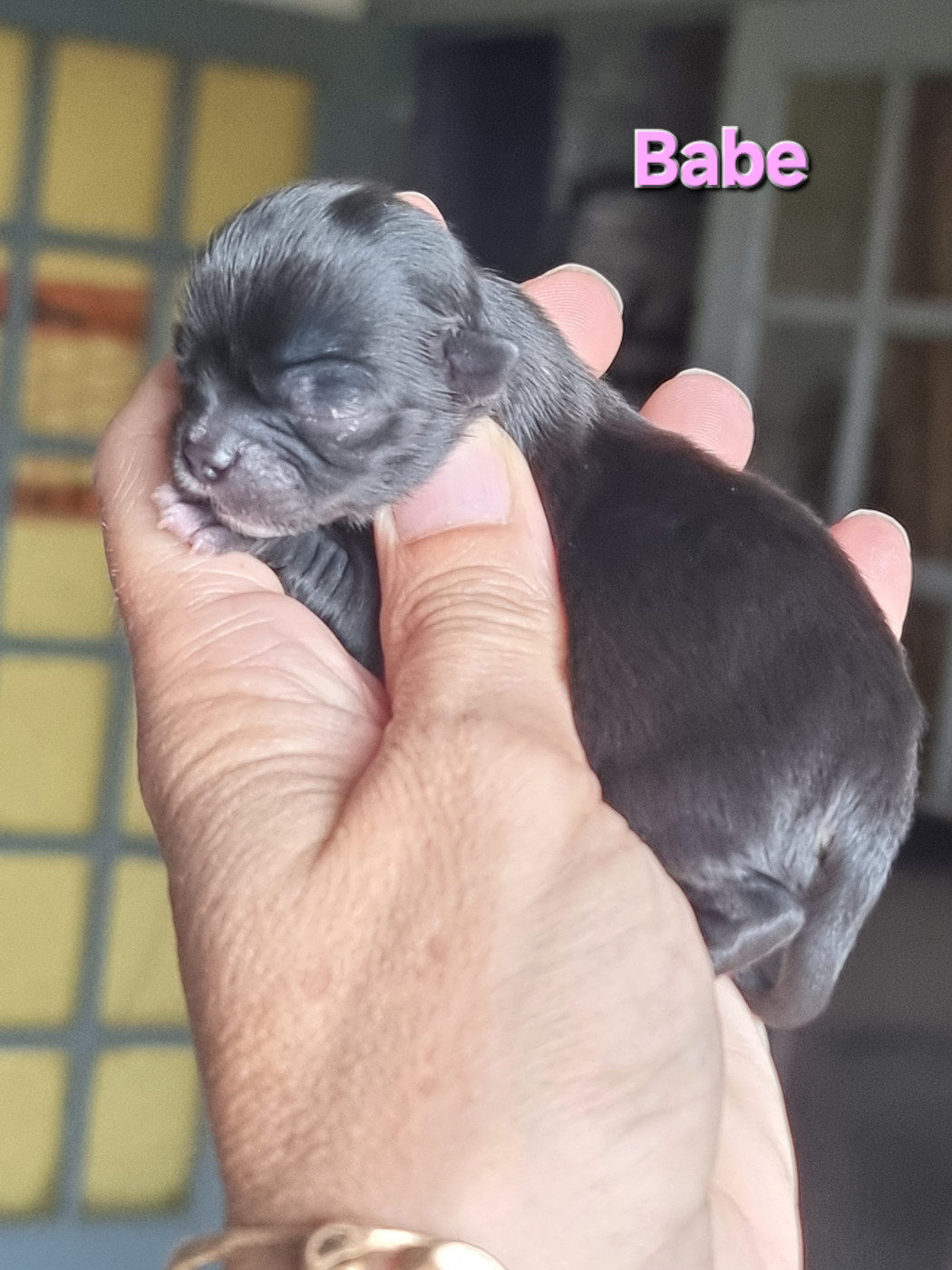 Du Bonheur De Kaïza - Chiots disponibles - Chihuahua