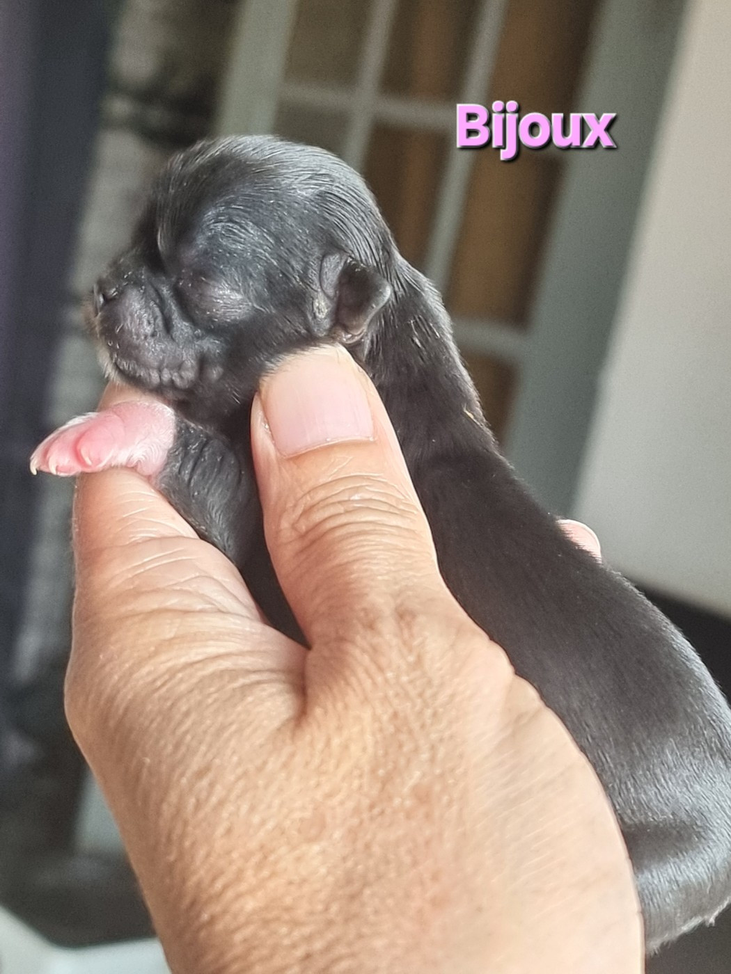 Du Bonheur De Kaïza - Chiots disponibles - Chihuahua
