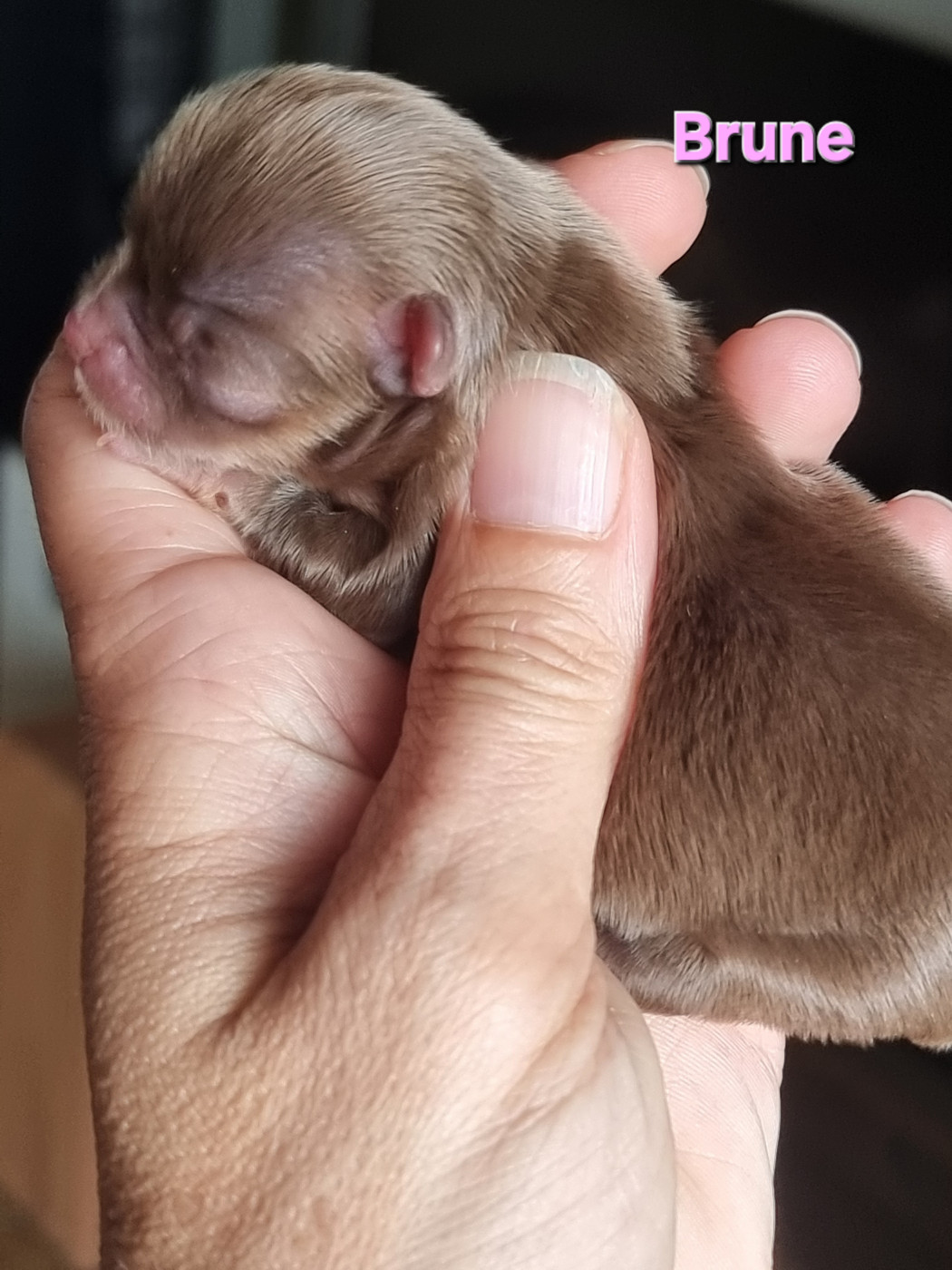 Du Bonheur De Kaïza - Chiots disponibles - Chihuahua