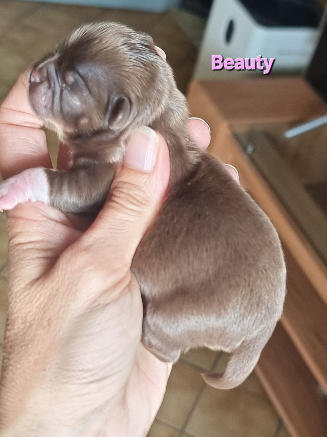 Du Bonheur De Kaïza - Chiots disponibles - Chihuahua