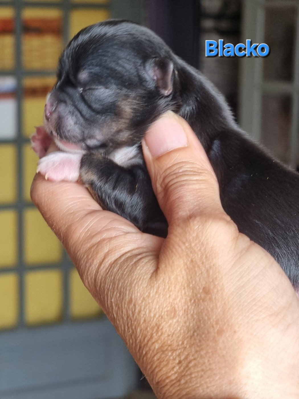 Du Bonheur De Kaïza - Chiots disponibles - Chihuahua