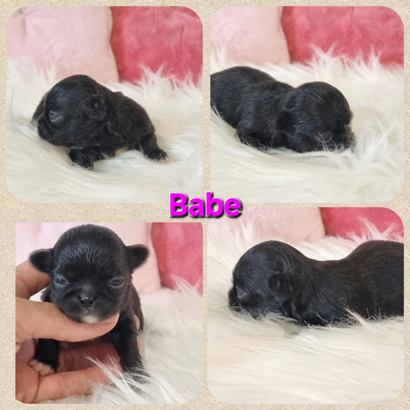 Du Bonheur De Kaïza - Chiots disponibles - Chihuahua