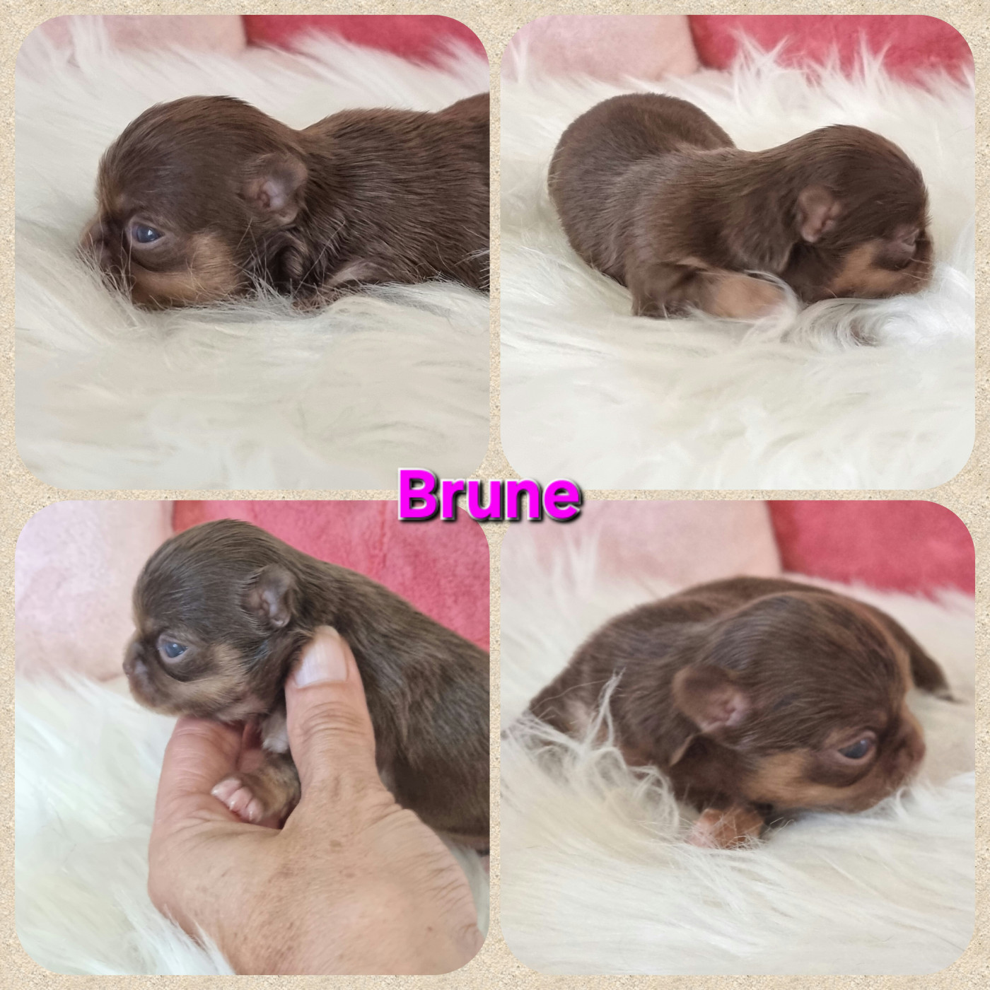 Du Bonheur De Kaïza - Chiots disponibles - Chihuahua