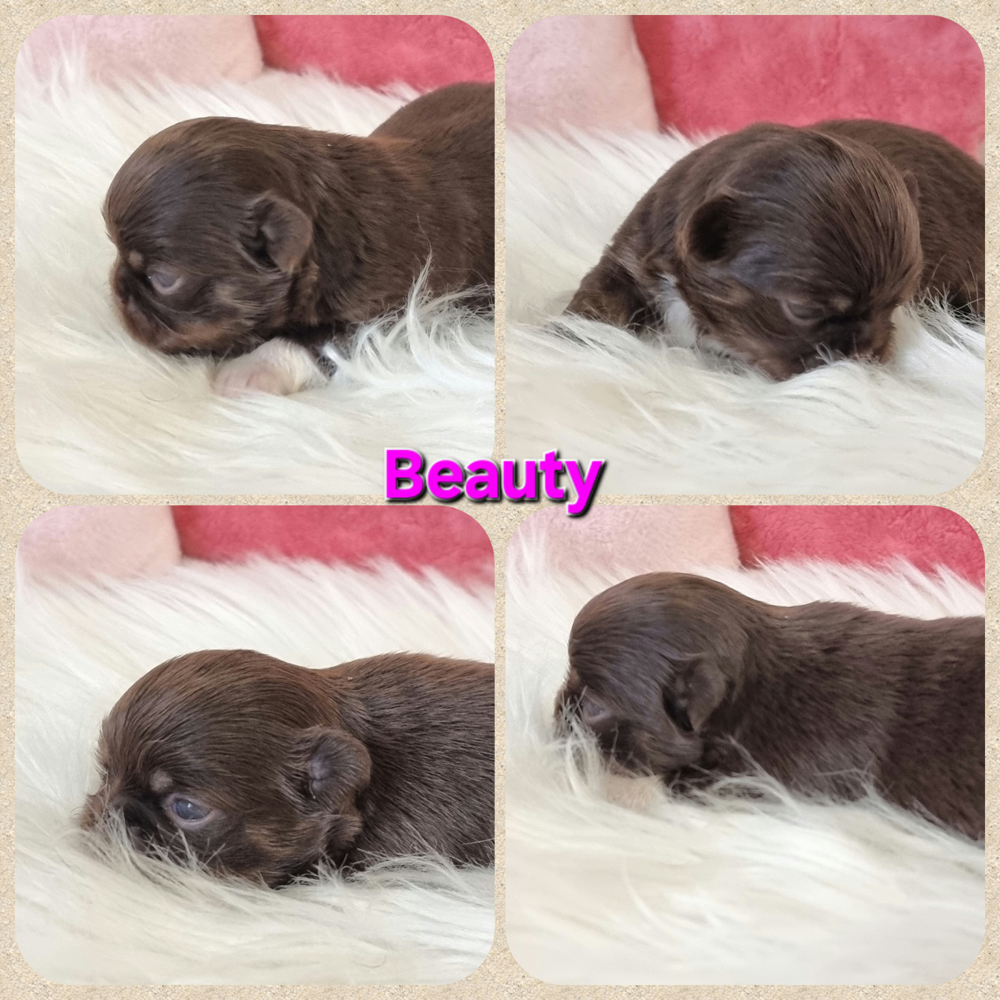 Du Bonheur De Kaïza - Chiots disponibles - Chihuahua