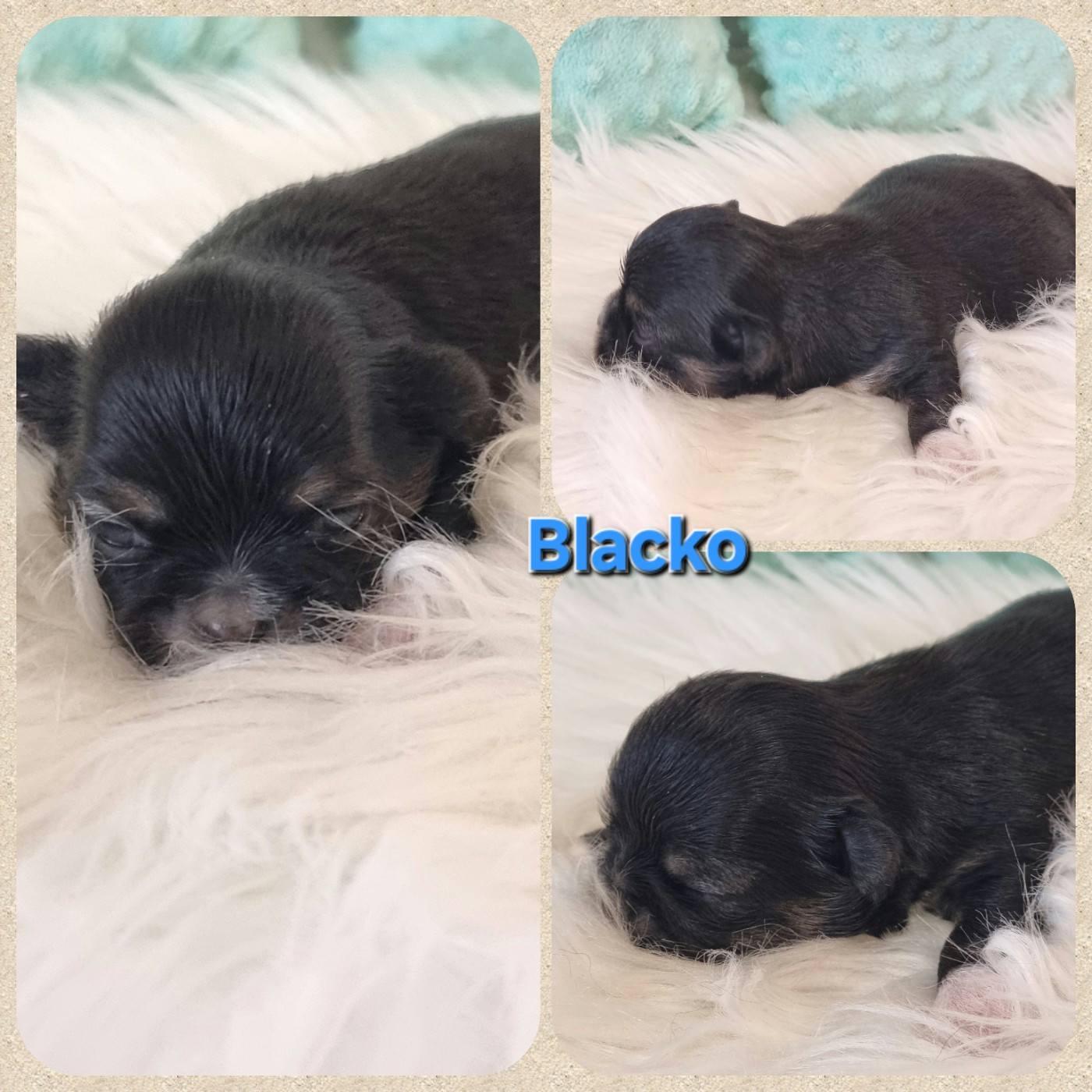 Du Bonheur De Kaïza - Chiots disponibles - Chihuahua