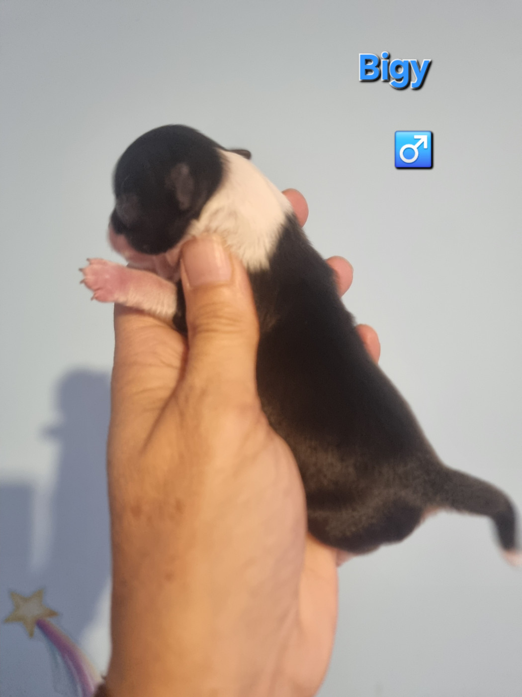 Du Bonheur De Kaïza - Chiots disponibles - Chihuahua