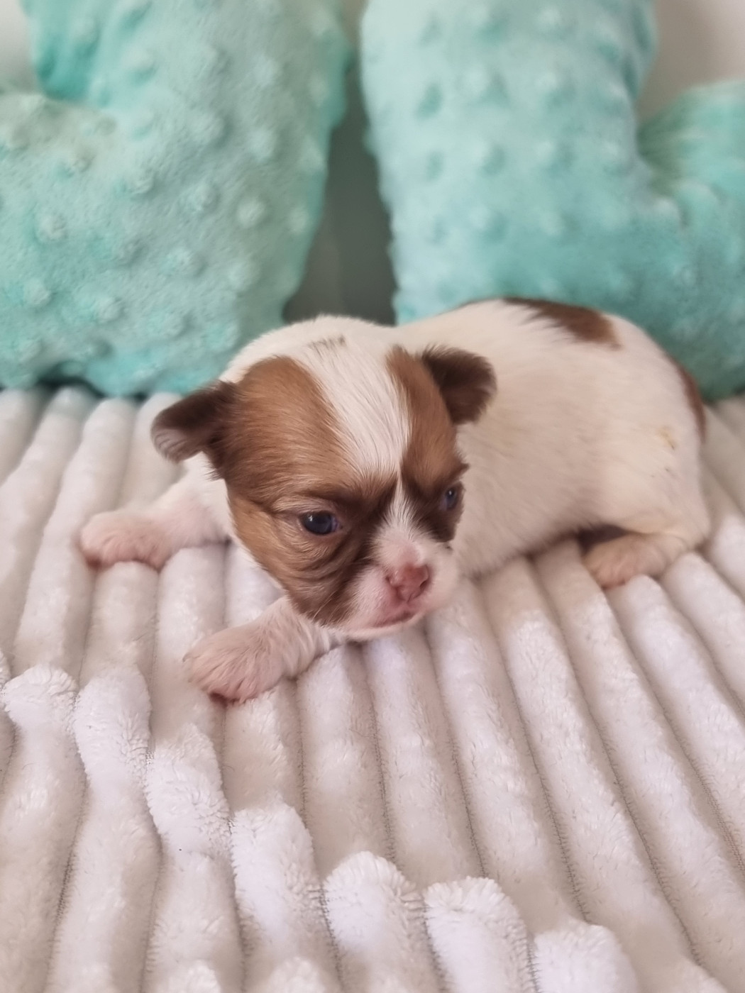 Du Bonheur De Kaïza - Chiots disponibles - Chihuahua