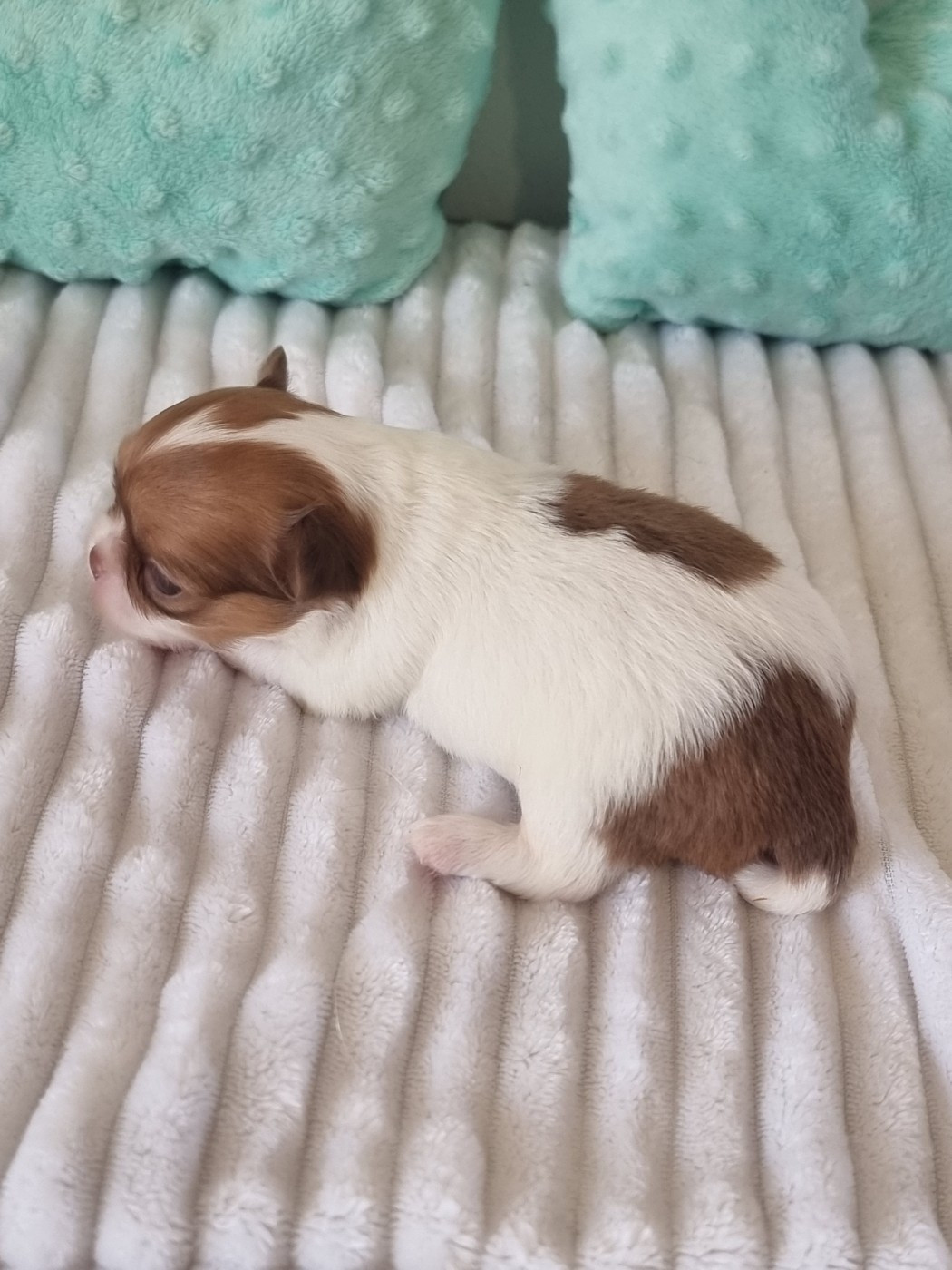 Du Bonheur De Kaïza - Chiots disponibles - Chihuahua