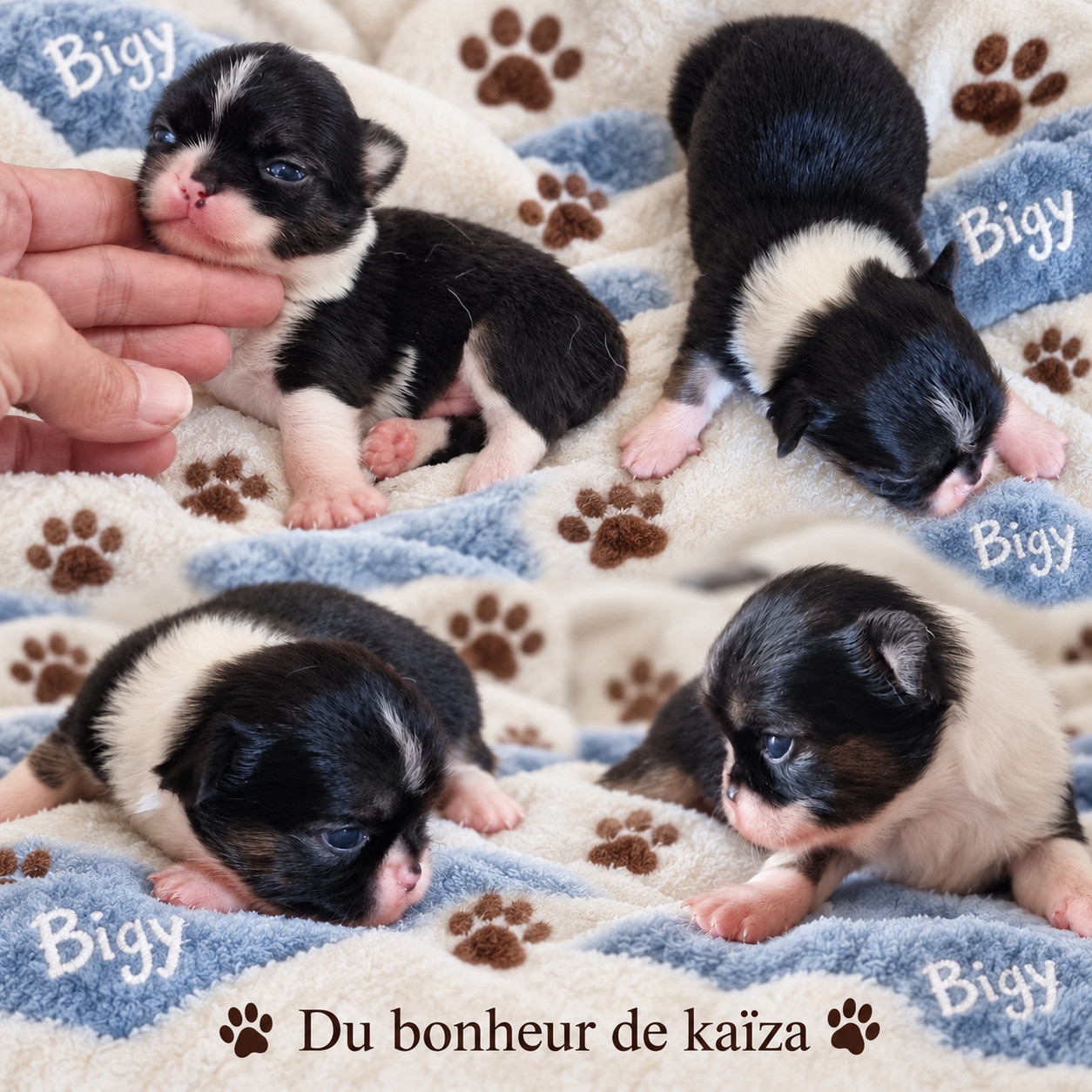 Du Bonheur De Kaïza - Chiots disponibles - Chihuahua