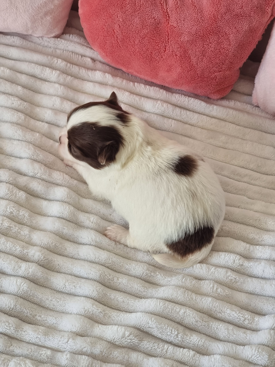 Du Bonheur De Kaïza - Chiots disponibles - Chihuahua