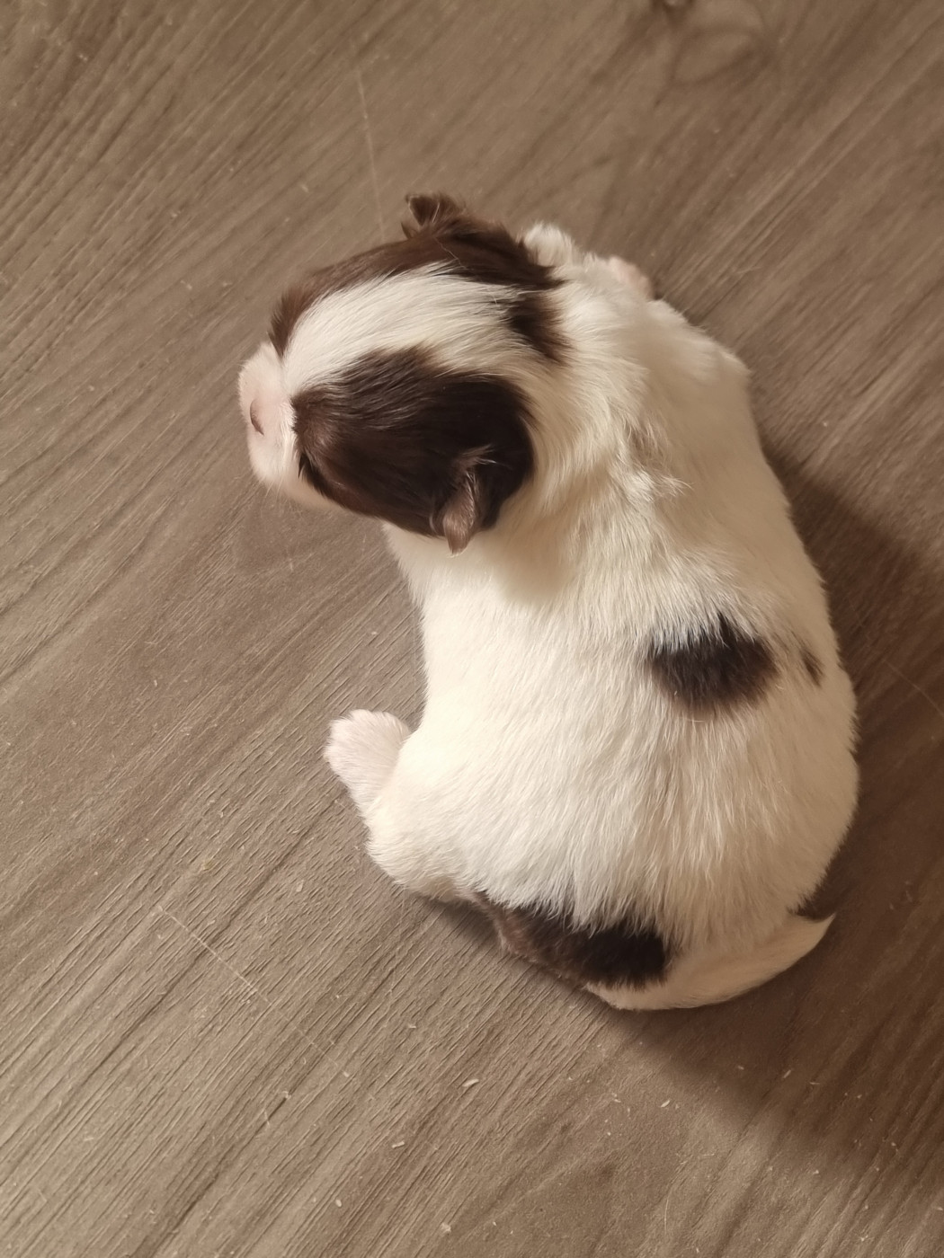 Du Bonheur De Kaïza - Chiots disponibles - Chihuahua