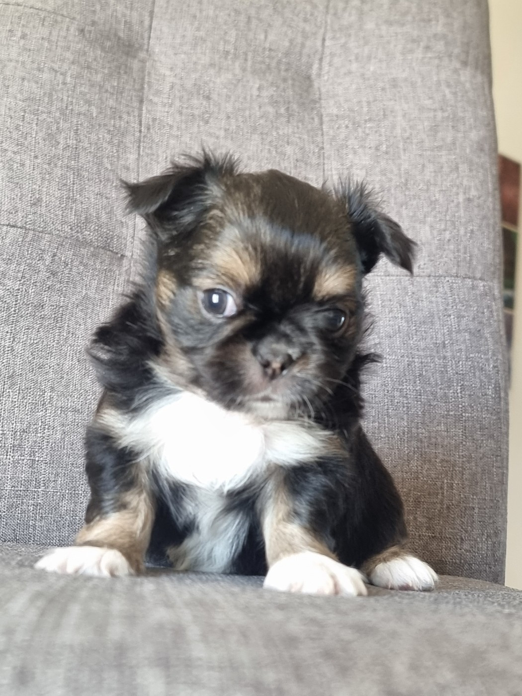 Du Bonheur De Kaïza - Chiots disponibles - Chihuahua
