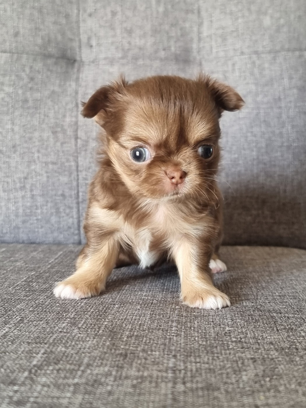 Du Bonheur De Kaïza - Chiots disponibles - Chihuahua