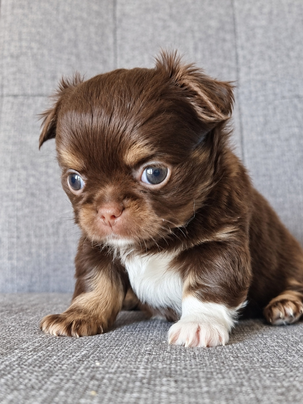 Du Bonheur De Kaïza - Chiots disponibles - Chihuahua