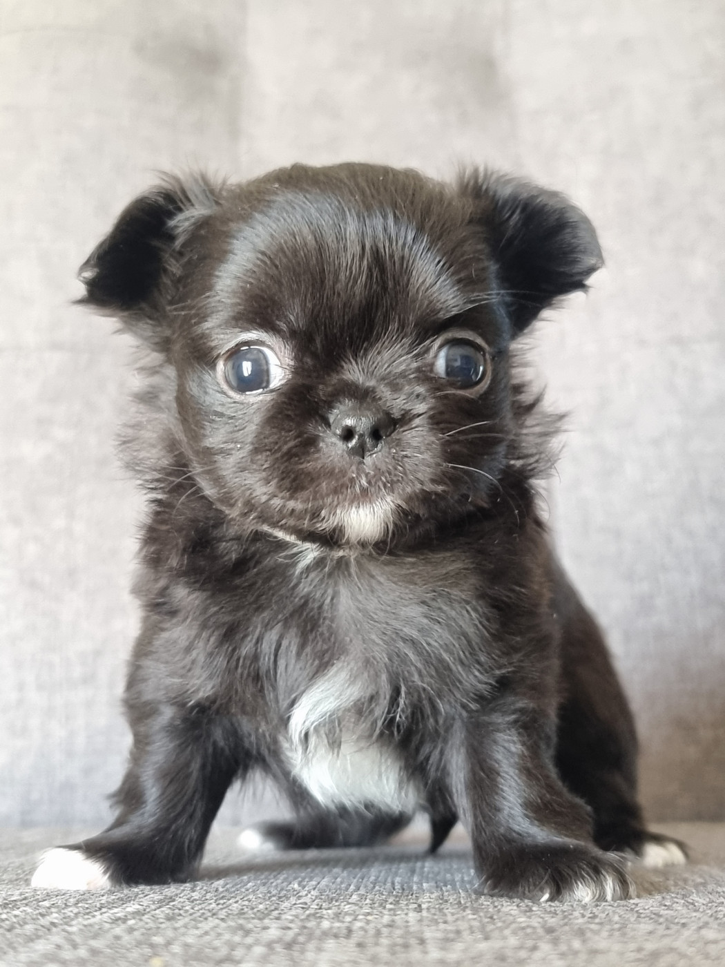 Du Bonheur De Kaïza - Chiots disponibles - Chihuahua