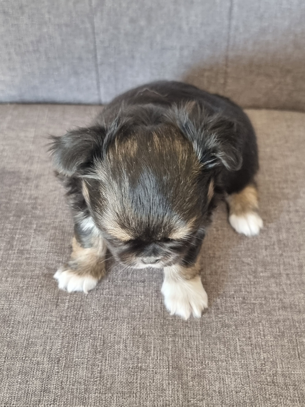 Du Bonheur De Kaïza - Chiots disponibles - Chihuahua