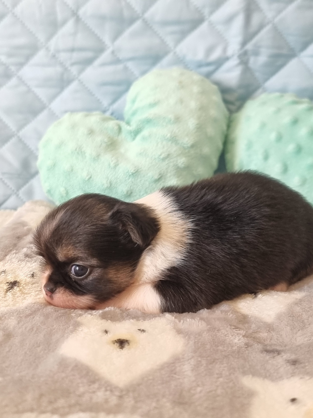 Du Bonheur De Kaïza - Chiots disponibles - Chihuahua
