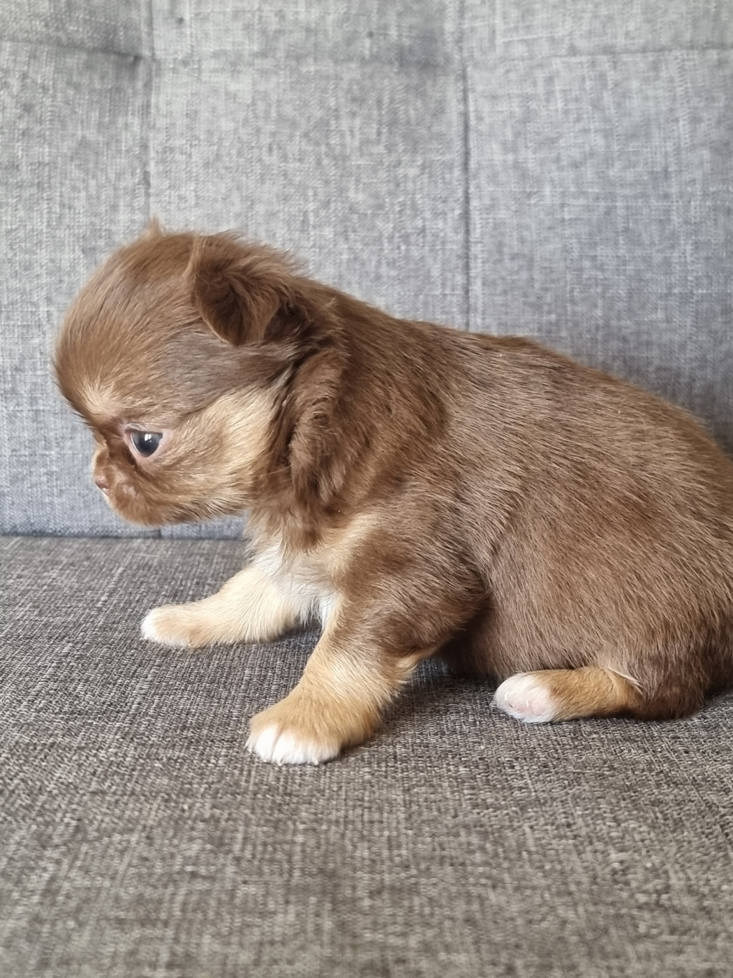Du Bonheur De Kaïza - Chiots disponibles - Chihuahua
