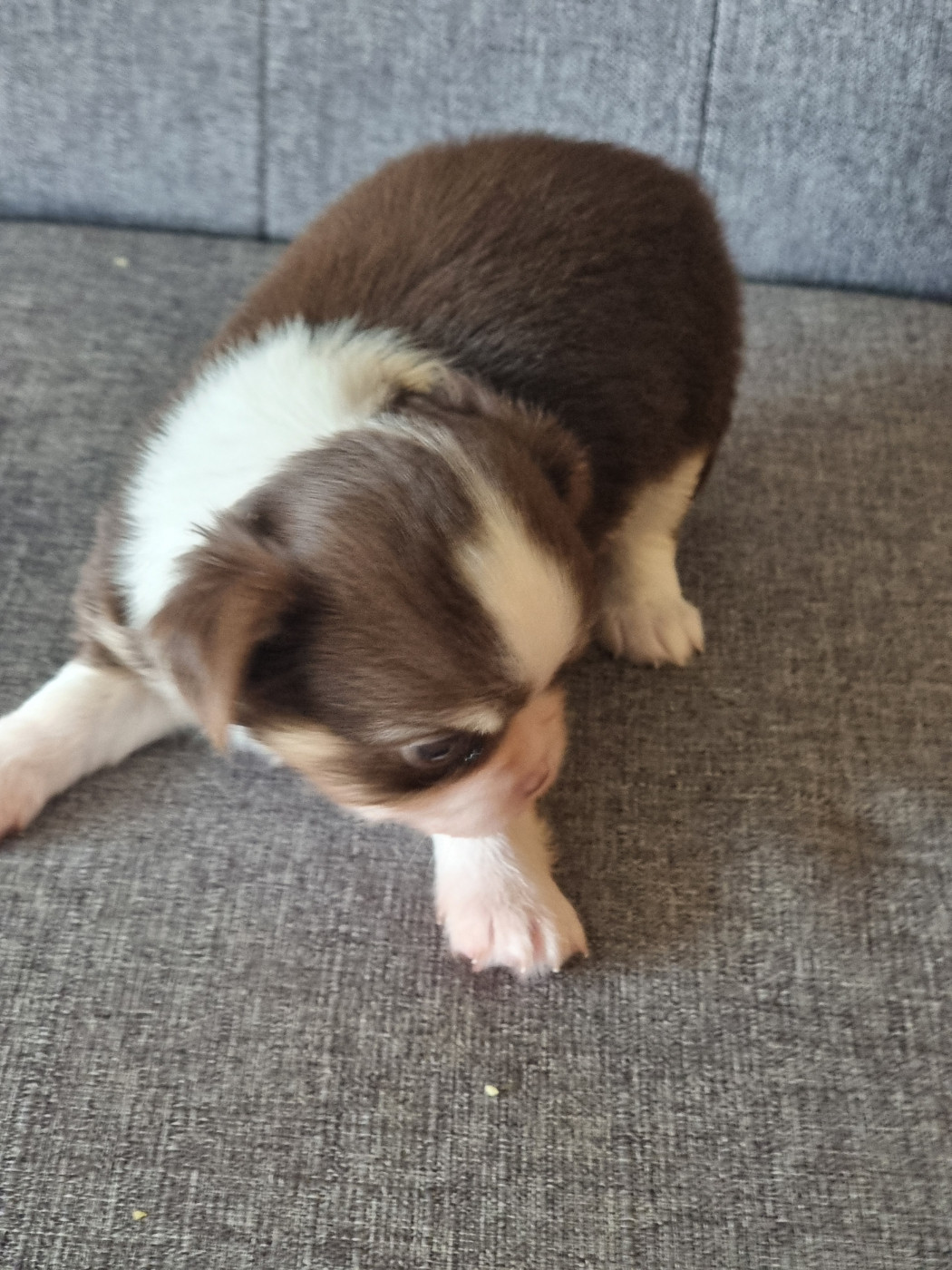 Du Bonheur De Kaïza - Chiots disponibles - Chihuahua