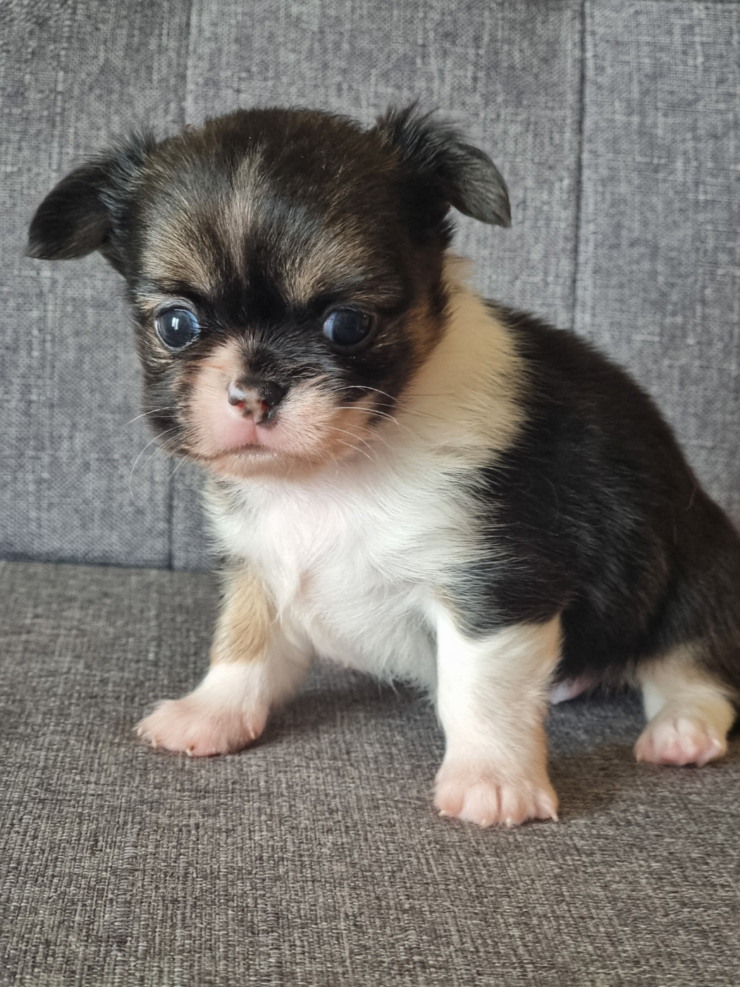 Du Bonheur De Kaïza - Chiots disponibles - Chihuahua