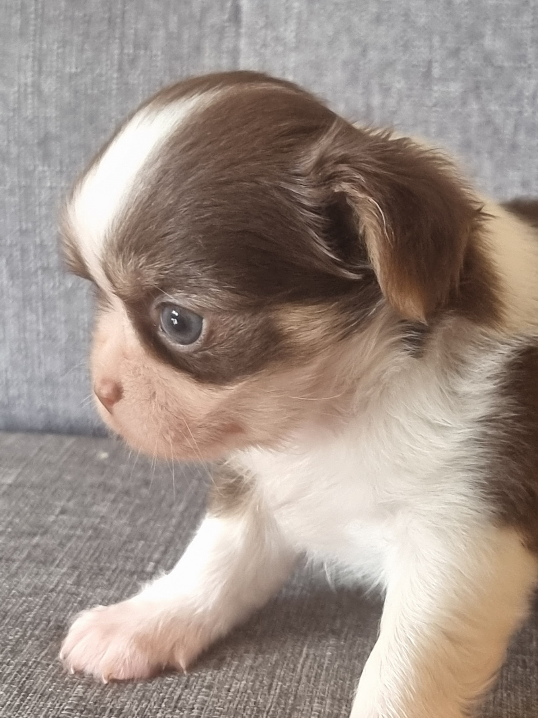 Du Bonheur De Kaïza - Chiots disponibles - Chihuahua