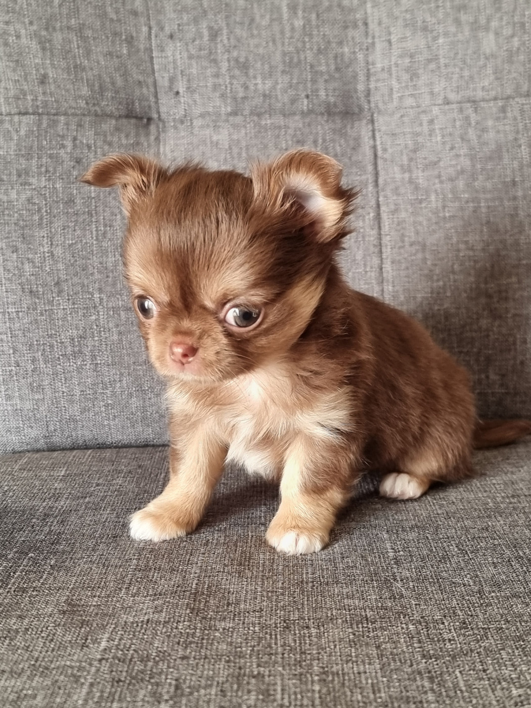 Du Bonheur De Kaïza - Chiots disponibles - Chihuahua