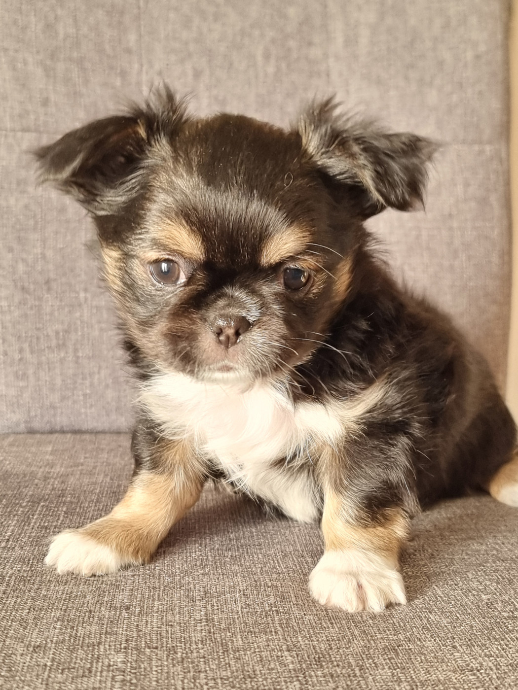 Du Bonheur De Kaïza - Chiots disponibles - Chihuahua