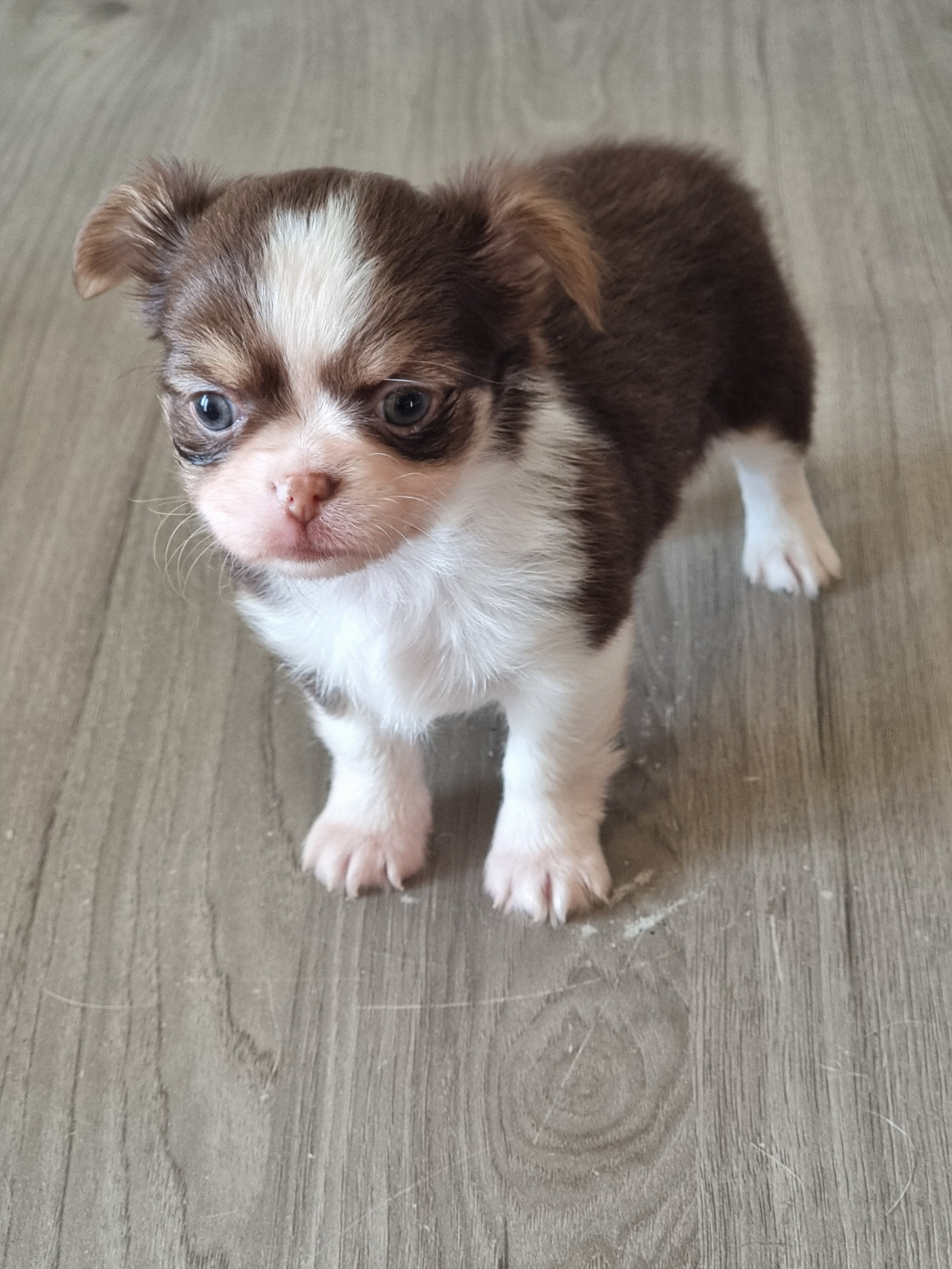 Du Bonheur De Kaïza - Chiots disponibles - Chihuahua