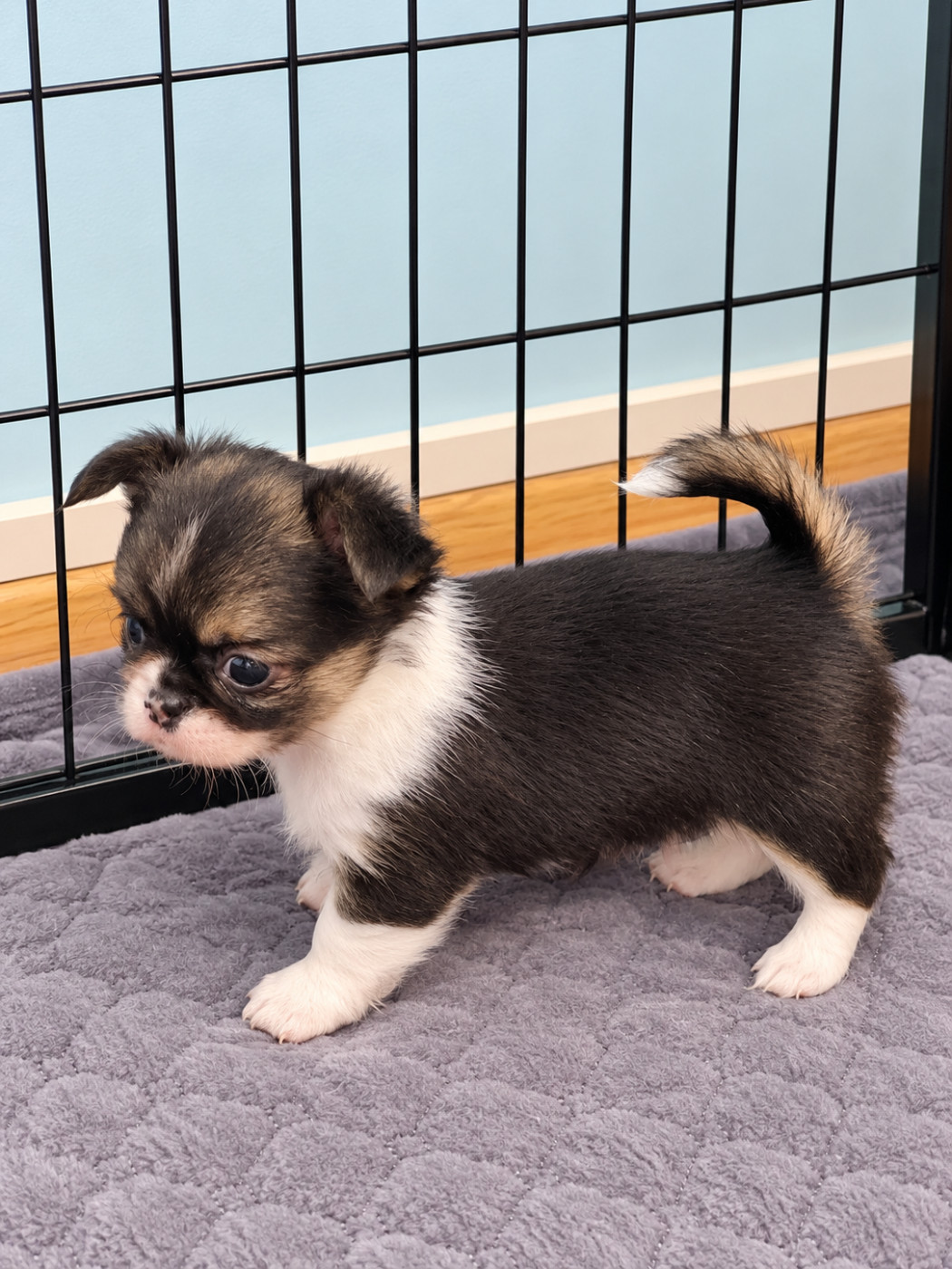 Du Bonheur De Kaïza - Chiots disponibles - Chihuahua