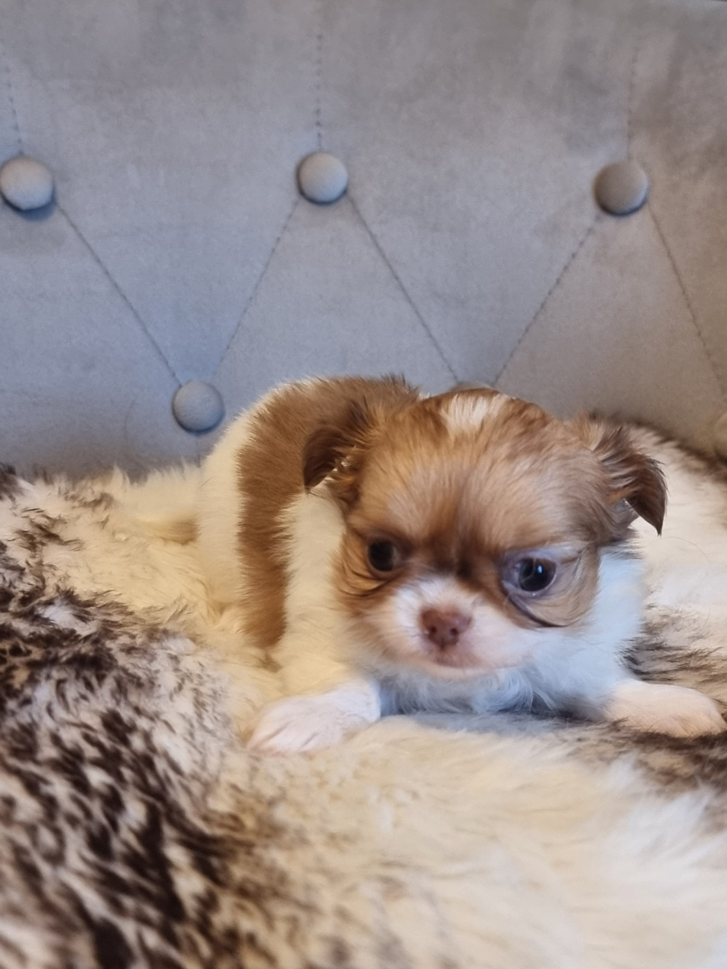 Du Bonheur De Kaïza - Chiots disponibles - Chihuahua