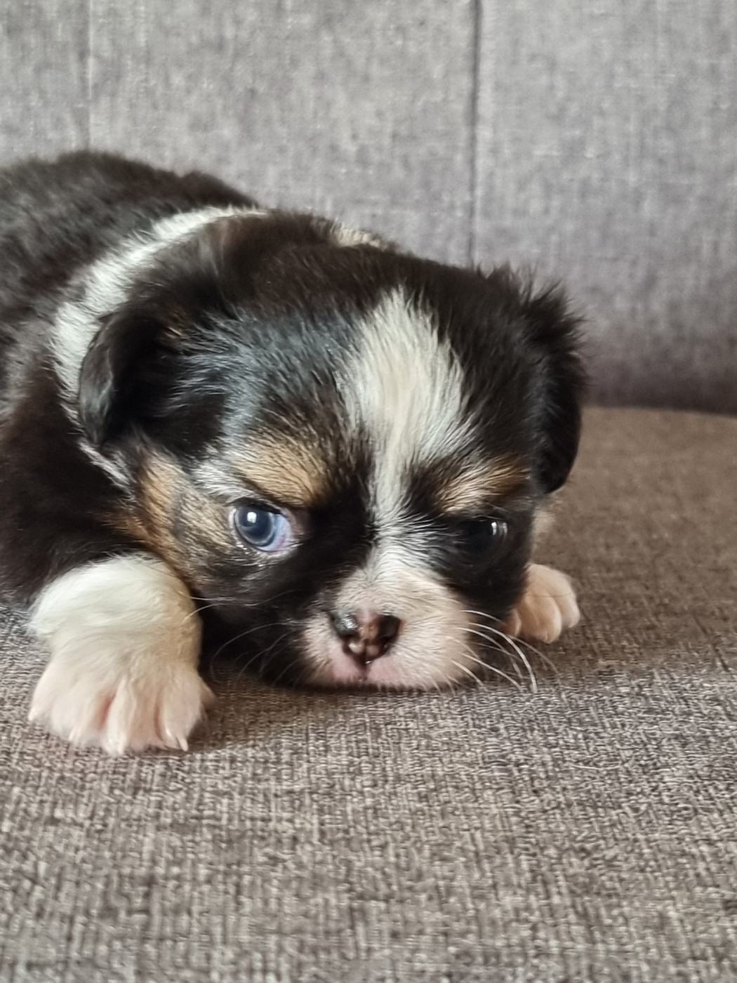 Du Bonheur De Kaïza - Chiots disponibles - Chihuahua