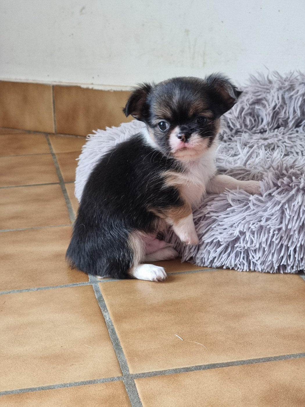 Du Bonheur De Kaïza - Chiots disponibles - Chihuahua