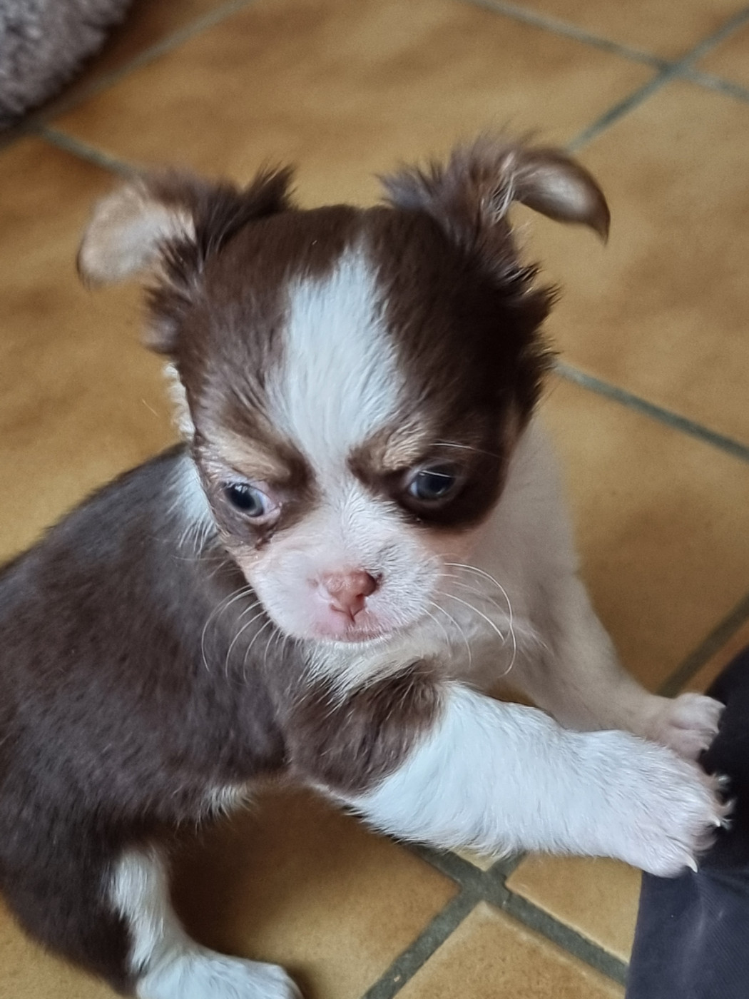 Du Bonheur De Kaïza - Chiots disponibles - Chihuahua