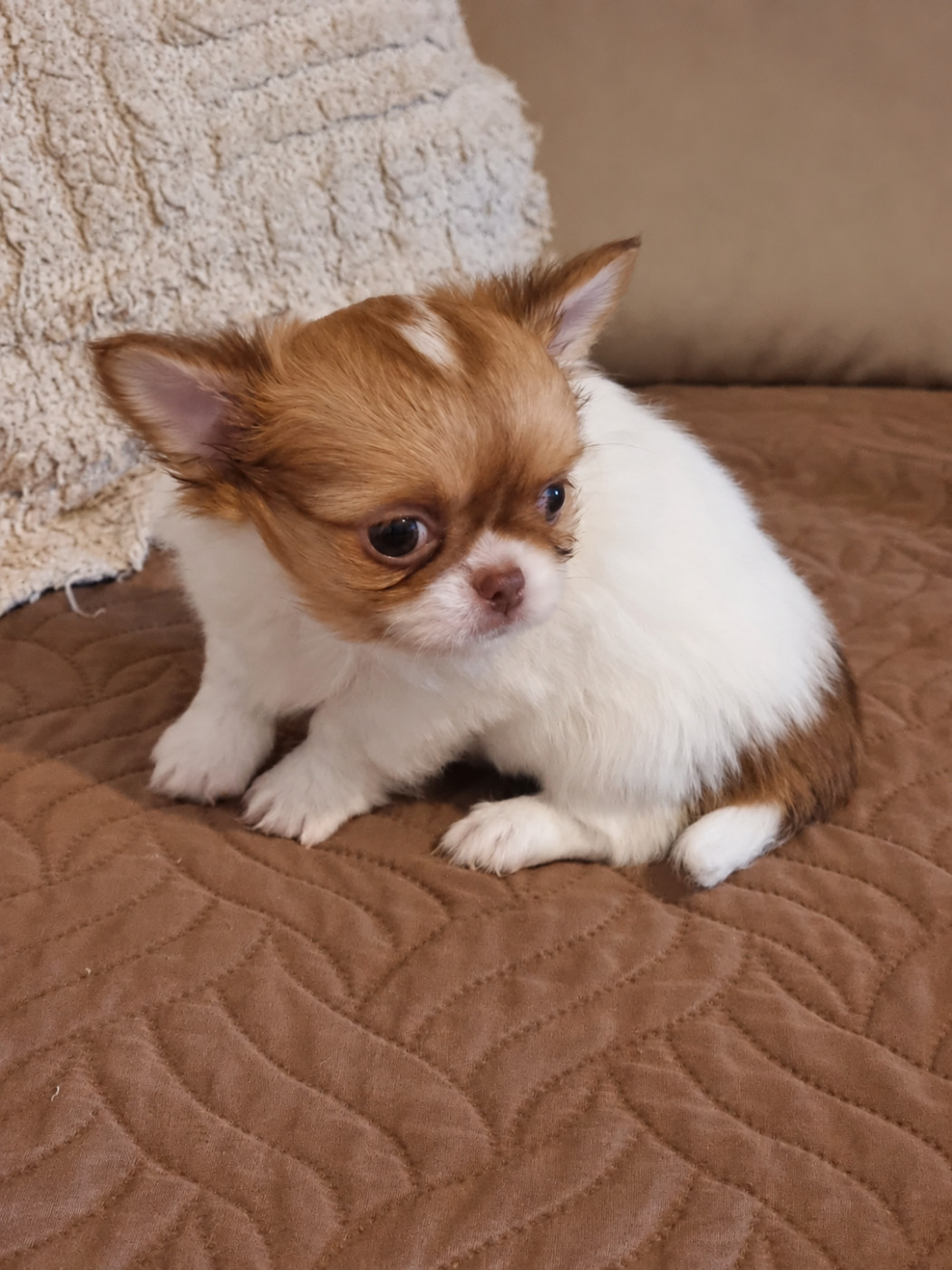 Du Bonheur De Kaïza - Chiots disponibles - Chihuahua