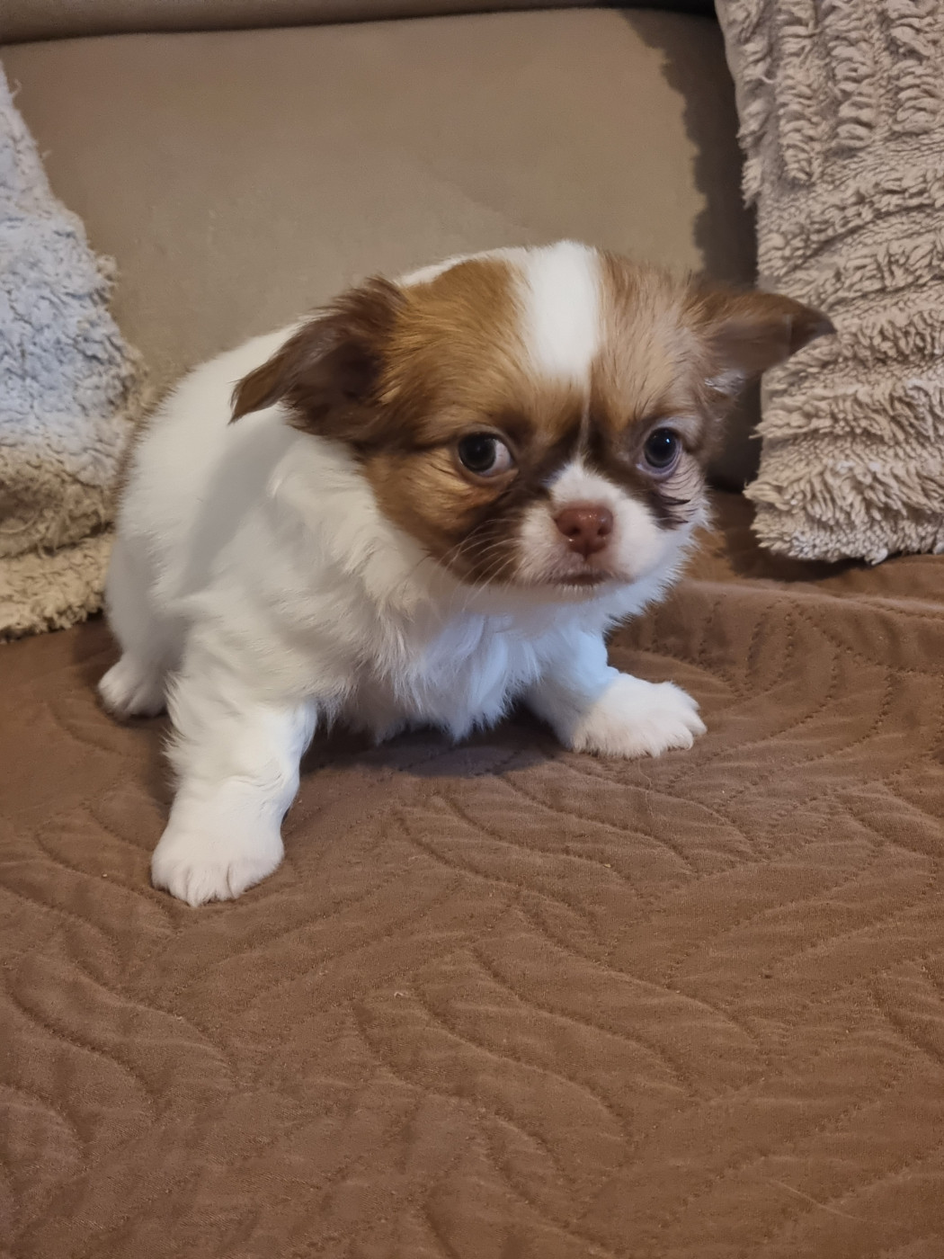 Du Bonheur De Kaïza - Chiots disponibles - Chihuahua