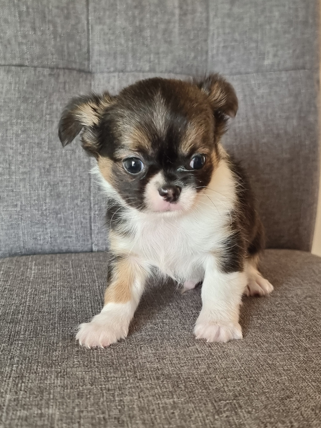 Du Bonheur De Kaïza - Chiots disponibles - Chihuahua